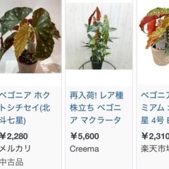 ②無料　ベゴニア　北斗七星と折り鶴ランの寄せ植えの画像