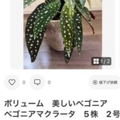 ②無料　ベゴニア　北斗七星と折り鶴ランの寄せ植えの画像