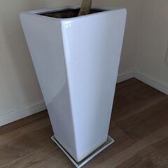 フィカスベンガレンシスの画像