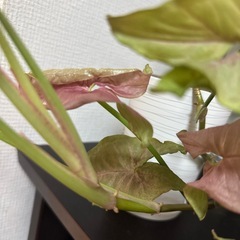 観葉植物　シンゴニウムの画像