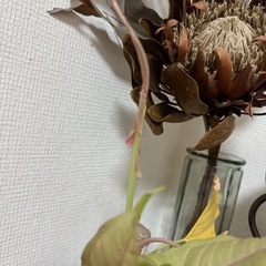 観葉植物　シンゴニウムの画像