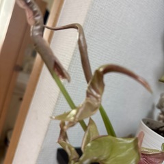 観葉植物　シンゴニウムの画像