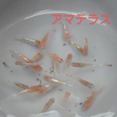 アマテラス（メダカ）１０匹の画像