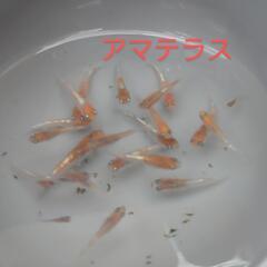 アマテラス（メダカ）１０匹の画像
