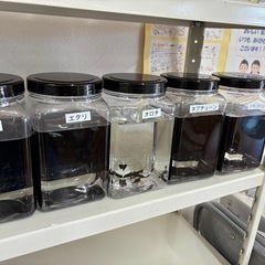 メダカの画像