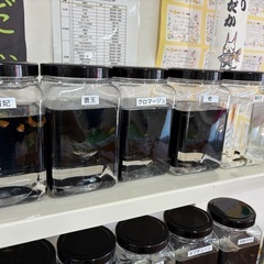メダカの画像
