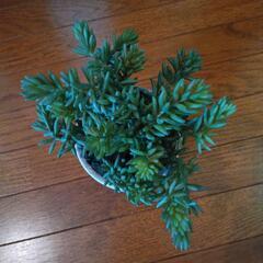 造花  背の高い多肉植物の画像