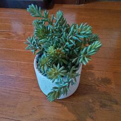 造花  背の高い多肉植物の画像