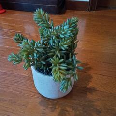 造花  背の高い多肉植物の画像