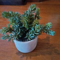 造花  背の高い多肉植物の画像