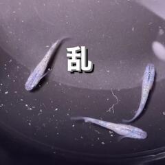 【メダカ】乱　画像の個体全部（無選別）の画像