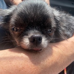 繁殖引退犬