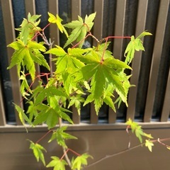 紅葉　モミジ　40センチの画像