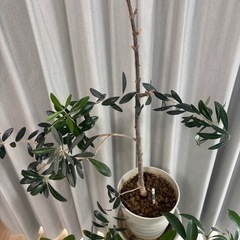 観葉植物セットの画像