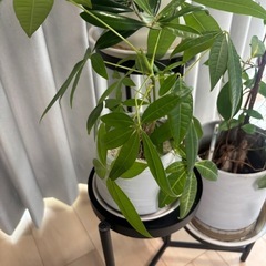 観葉植物セットの画像