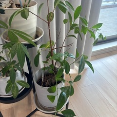 観葉植物セットの画像