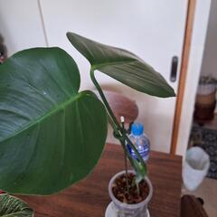 観葉植物　　モンステラの画像
