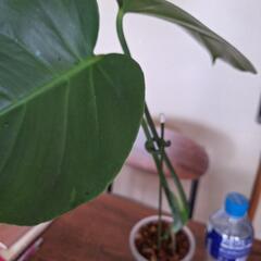 観葉植物　　モンステラの画像