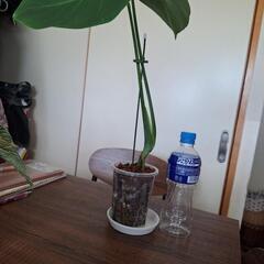 観葉植物　　モンステラの画像