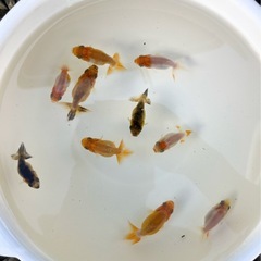 9/21更新　らんちゅう（金魚、桜錦稚魚5匹）の画像
