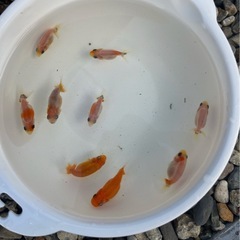 9/21更新　らんちゅう（金魚、桜錦稚魚5匹）の画像
