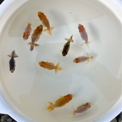 9/21更新　らんちゅう（金魚、桜錦稚魚5匹）の画像
