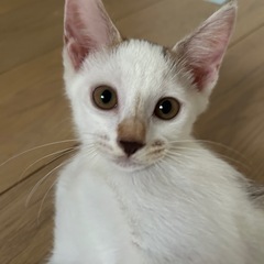 羽模様の子猫　ハンデ持ち
