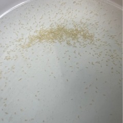 ミジンコ　メダカの餌　生き餌　増殖セット　予約可能の画像