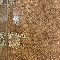 キンセンガニ　海水甲殻類の画像