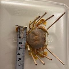キンセンガニ　海水甲殻類の画像