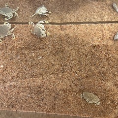 キンセンガニ　海水甲殻類の画像