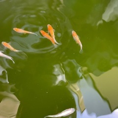 紅白ラメめだかの画像