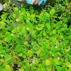 水草の画像