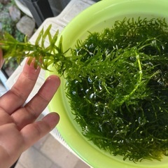 水草　アナカリスの画像