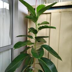 ゴムの木の画像