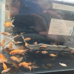 金魚　稚魚お譲りしますの画像