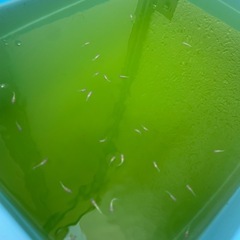 王華　紅白ラメ　稚魚　めだかの画像