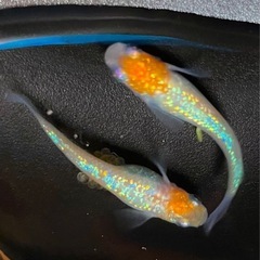 王華　紅白ラメ　稚魚　めだかの画像