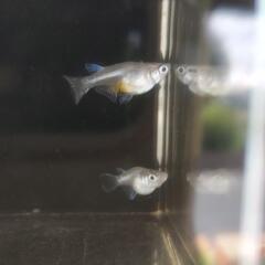 メダカ𓆛白体内光ダルマショート体型𓆛の画像