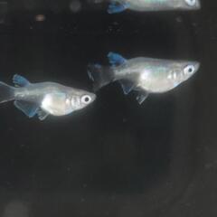 メダカ𓆛白体内光ダルマショート体型𓆛の画像