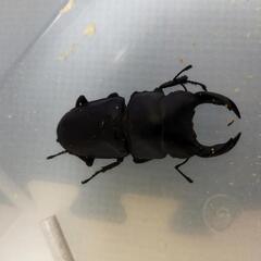 国産オオクワガタ　♂単品　SR血統 14の画像