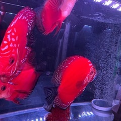 熱帯魚｜助け合い｜ジモティー