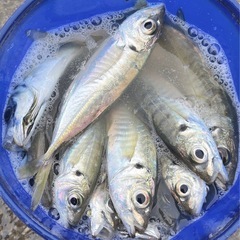 🎣 釣り好き女子さん募集中！千葉エリア中心♪一緒に釣りを楽しみま...