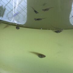 茶めだかの稚魚あげますの画像