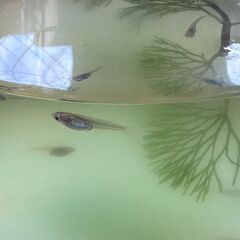 茶めだかの稚魚あげますの画像