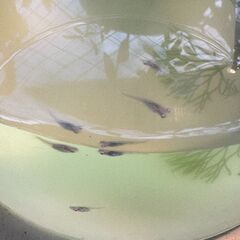 茶めだかの稚魚あげますの画像