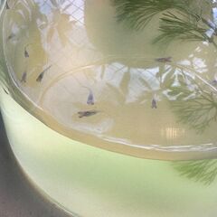 茶めだかの稚魚あげますの画像