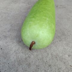 【野菜】朝採れ夕顔　50cmの画像