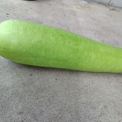 【野菜】朝採れ夕顔　50cmの画像