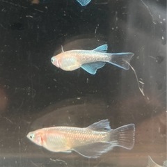 🌸レッドクリフ紅白4匹セット🌸の画像